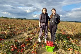 Samozbiory pomidorów na plantacji w Niewirkowie cieszą się powodzeniem