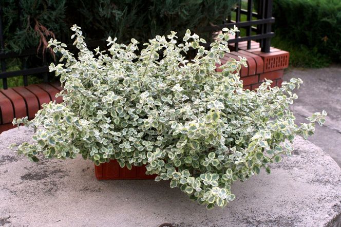 Kocanka włochata 'Rondello'