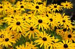 Rudbekia błyskotliwa