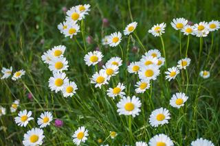 Rośliny i zioła przynoszące szczęście i bogactwo