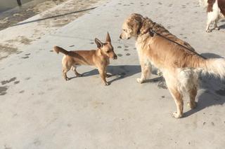 Twój pupil poczuje się jak w raju