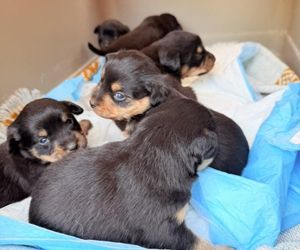 Grześ skazany na śmierć w męczarniach. Bestia przywiązała go do drzewa! Błagamy o pomoc