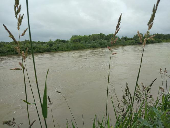 Wysoki Dunajec pod Tarnowem! Biała przy Azotach też przybiera