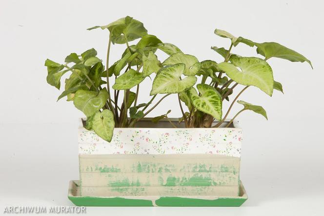 Syngonium