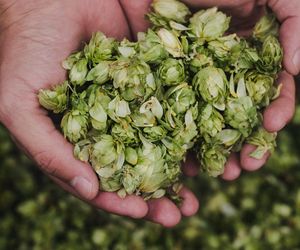 Uspokaja i działa antydepresyjnie. Rośnie tuż pod płotem, teraz czas jego zbioru