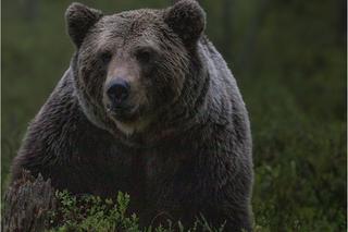Atak niedźwiedzia w Bieszczadach. 54-letni turysta jest ciężko ranny