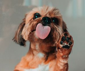 Mój pies dziwnie się zachowuje! Dlaczego? Wyjaśniamy 5 najdziwniejszych zachowań psa