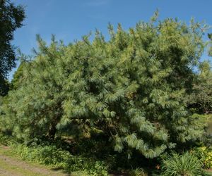 Sosna himalajska 'Laxa'