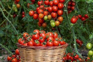 Kiedy siać pomidory? Ogrodnik radzi jak zrobić własne rozsady, by pomidory obficie owocowały