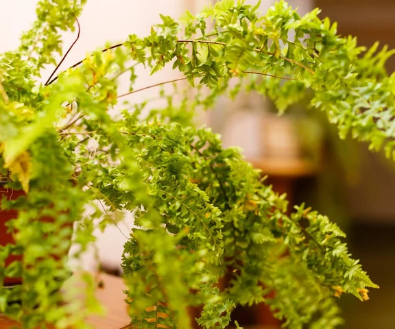 Zrób to teraz ze swoją paprotką, a będzie zielona niczym w zakładach pracy w PRL-u. Każdy miłośnik kwiatów będzie zazdrościł tych liści. Bez tej odżywki paprotka zmarnieje 