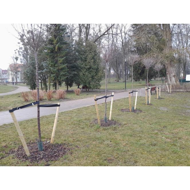 Posadzą magnolię, śliwę i świerk serbski. Tak Elbląg będzie świetował Dzień Ziemi 