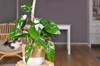 Philodendron 'White Princess'