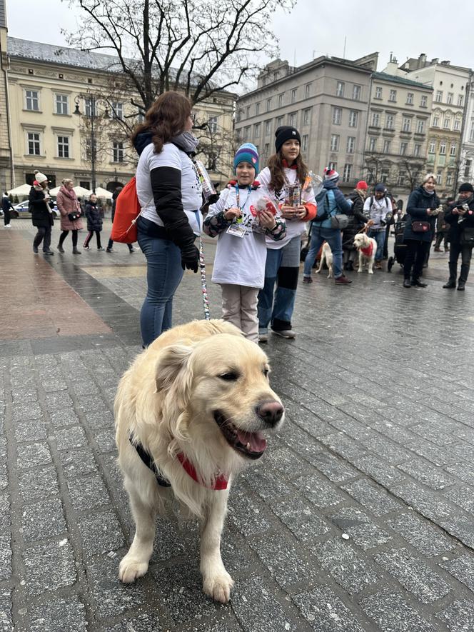 WOŚP 2024 w Krakowie. Grupa Golden Retriever opanowała cały Rynek Główny!