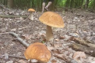 Pierwsze grzyby są już w woj. lubelskim!