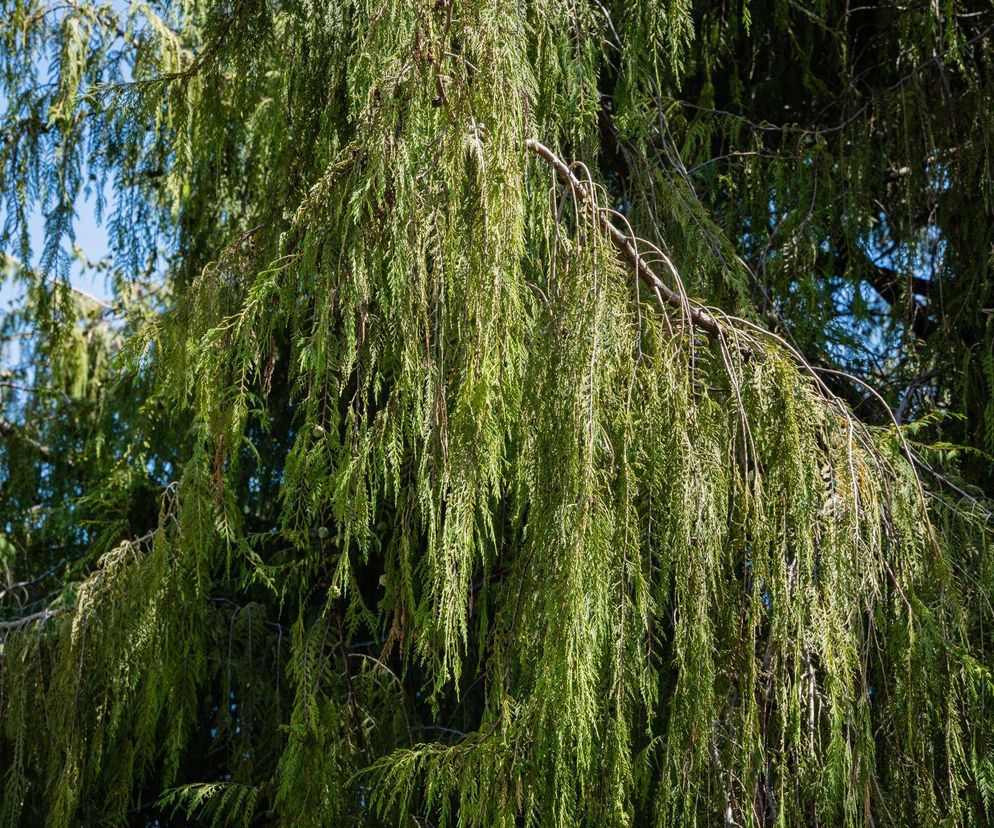 Cyprysik nutkajski 'Pendula'