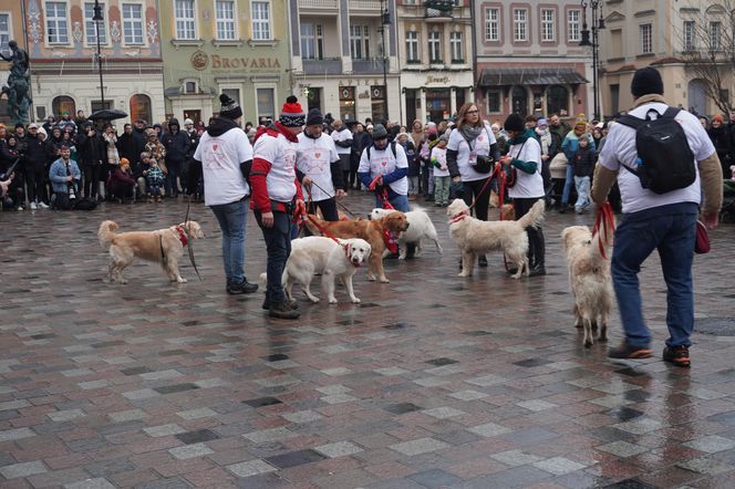 Golden Retriever WOŚP w Poznaniu