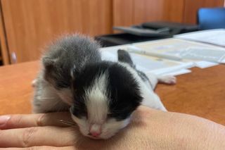 Ktoś wyrzucił kotki w foliowej reklamówce do rzeki. Wstrząsające zdarzenie w Iwoniczu-Zdroju