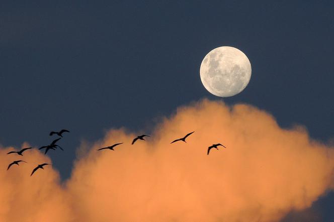 Pełnia Jesiotrów 2021. Kiedy zobaczymy Księżyc w wyjątkowej odsłonie?