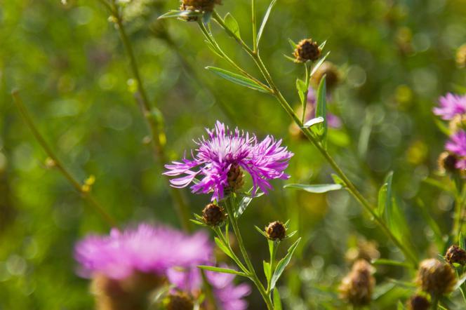 Sierpik barwierski - Serratula tinctoria