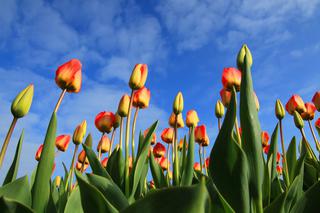 Kolorowy początek wiosny. Morze tulipanów w weekend na Wilanowie