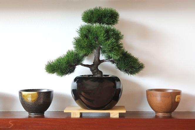 Drzewko bonsai