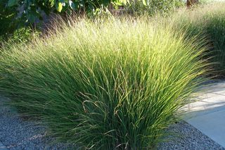 Miskant chiński ‘Gracillimus’ - Miscanthus sinensis ‘Gracillimus’