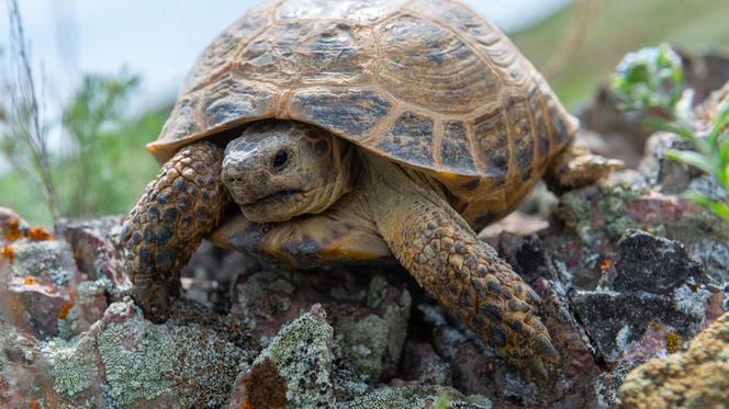Żółw uciekł z terrarium i terroryzował działkowiczów. Na szczęście już go ujęto!