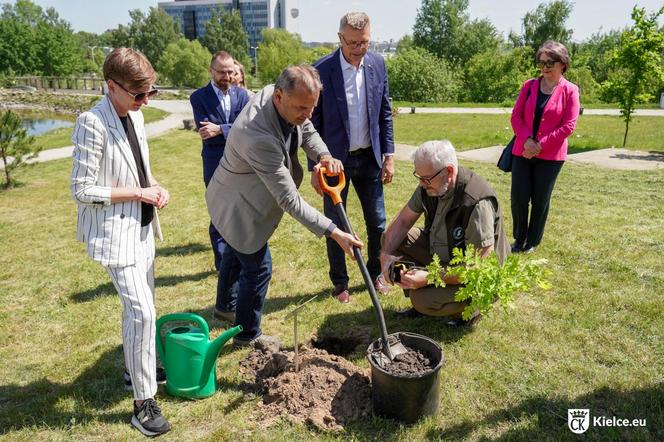 Potomek Dęba Bartka wyrośnie w Ogrodzie Botanicznym w Kielcach