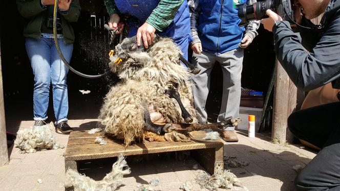Pokaz strzyżenia owiec w bydgoskim zoo