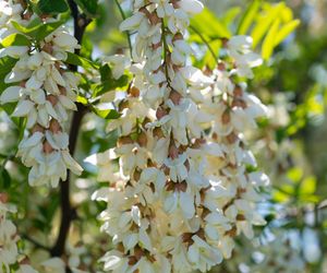 Uspokaja i chroni przed rakiem. Jej kwiaty możesz zebrać właśnie teraz