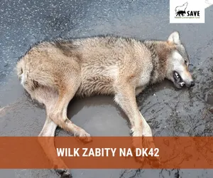 Martwy wilk przy trasie krajowej między Skarżyskiem a Końskimi. Fundacja proponuje ograniczenie prędkości na tym odcinku