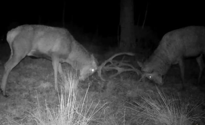 Pojedynek jeleni przed kamerą w lesie pod Częstochową