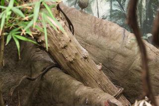 Para kurtaczków prążkobrzuchych