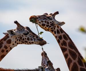 Pracownik zamojskiego zoo wyróżniony
