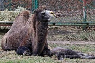 Kolejne maleństwo z gdańskiego zoo. Wiadomo już jakie imię będzie mieć młoda wielbłądzica