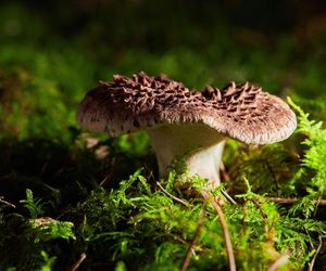 Smakosze uwielbiają krowią mordę, ale musisz uważać. Łatwo ją pomylić z trującym grzybem