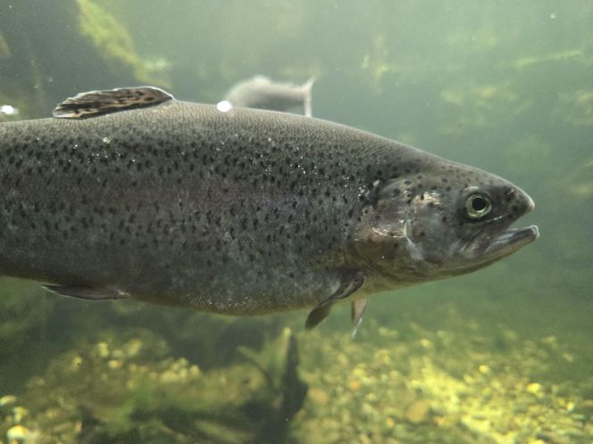 Egzotyczny świat na wyciągnięcie ręki! Zaglądamy do akwarium-terrarium w Myślęcinku