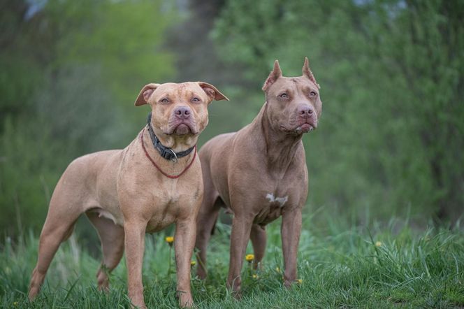 Koszmar w Nowym Jorku. Stado pitbulli zagryzło 59-latka!