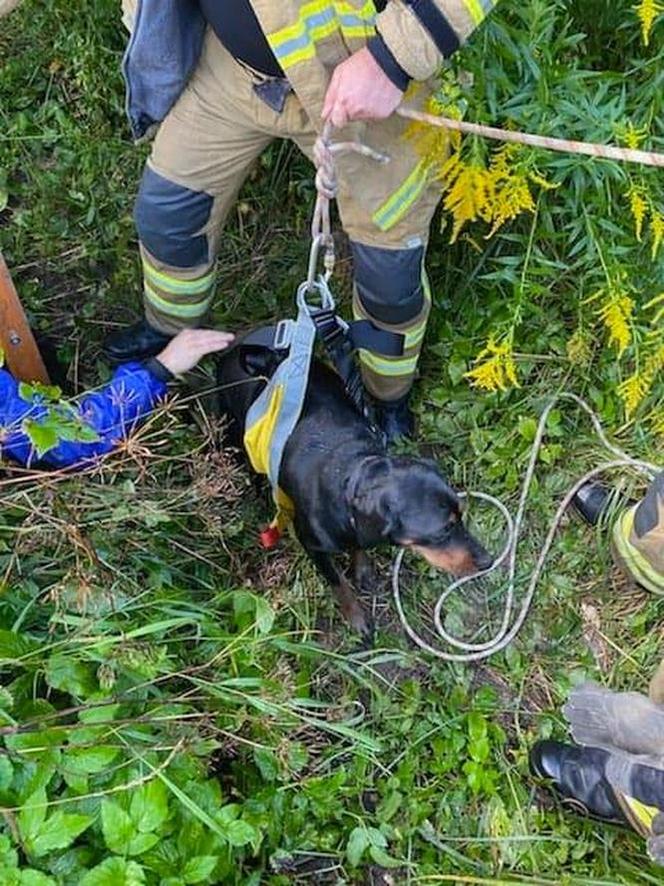 Dwa psy wpadły do dwóch studni. Policjanci i strażacy z Susza ruszyli na ratunek!