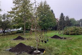 400 nowych drzew w Toruniu. W tym tygodniu posadzono buki przed Muzeum Etnograficznym [WIDEO, ZDJĘCIA, AUDIO]