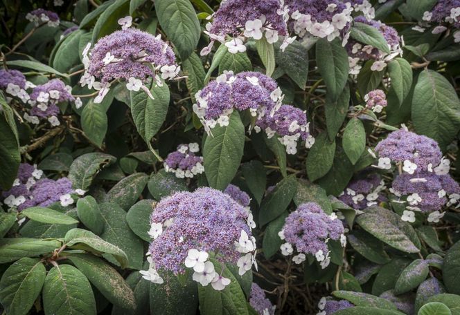 Hortensja omszona = Hortensja kosmata - Hydrangea aspera