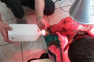 Zawisła na płocie i urodziła! Dramatyczna akcja ratunkowa. Strażacy robili wszystko, co w ich mocy 