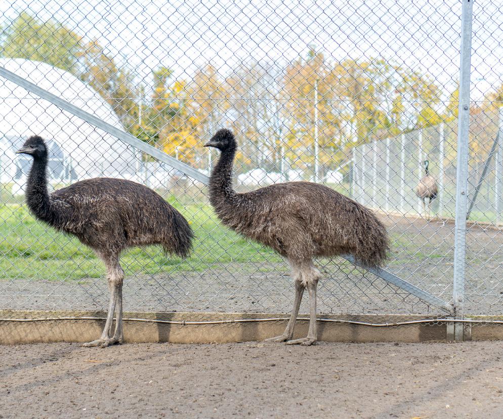 strusie emu