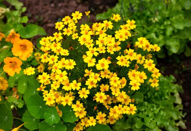 Rośliny o żółtych kwiatach
