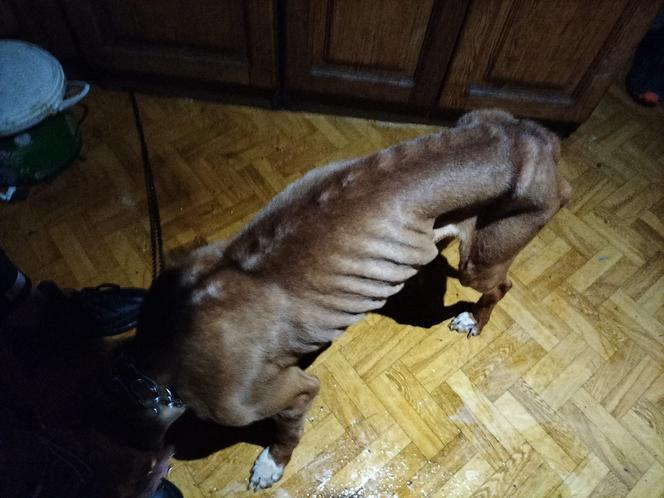 Pies Bolo był przywiązany łańcuchem do szafki kuchennej, głodny i skrajnie wyczerpany