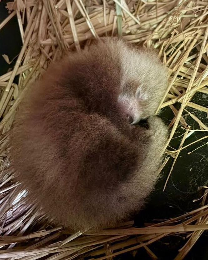 Wielka radość z pandy małej. W Orientarium Zoo Łódź na świat przyszedł trzeci potomek Ofelii i Otella