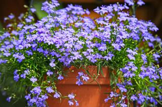 Lobelia przylądkowa – uroczy kwiat na balkony, tarasy i rabaty. Jak dbać o lobelię, by długo kwitła?