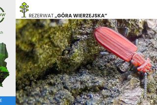 Góry Wierzejska pod Kielcami będzie nowym rezerwatem
