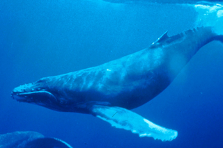 Prokuratura w Gliwicach zajęła się sprawą  „Niebieskiego wieloryba”. Wszczęto postępowanie