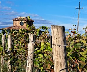 Winnica Saganum liczy 4 hektary, dokładnie tyle, ile liczyła historyczna winnica książęca w Żaganiu. W tle dach wiaty degustacyjnej – dworca dyliżansów z filmu „Chopin, Chopin”.